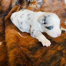 Australian Shepherd Puppies from Victoria Abbott