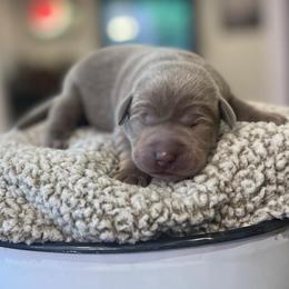 Yakima - Silver male Dilute Retriever puppy in Puyallup, Washington from 12 Door Farm Labradors