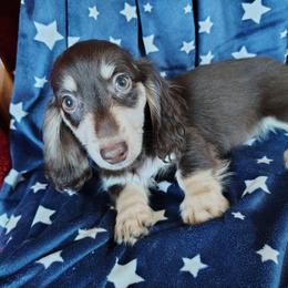 Fritz - Chocolate and cream male Dachshund puppy in Hudson, Michigan from Mittentail Kennel Miniature Dachshunds & Australian Shepherds