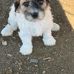 HalfnHalf - Tri-color female Bernedoodle puppy in Longmont, Colorado from Colorado Miniature Bernedoodle Puppies