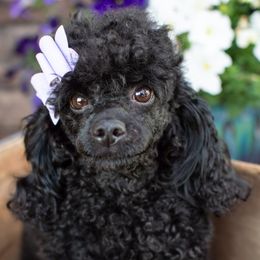 Suzie que - Poodle