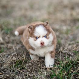 Romeo - Red and white male Pomsky puppy in San Mateo, California from The Pomsky Garden