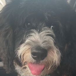 Bernedoodles from Sandi Piercy