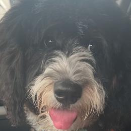 Bernedoodles from Sandi Piercy