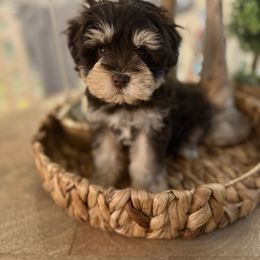 Milo - Liver male Miniature Schnauzer puppy in Orange City, Florida from Xaysha’s Miniature Schnauzers