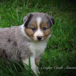 Miniature Australian Shepherd and Toy Australian Shepherd Puppies from Cooper Creek Aussies