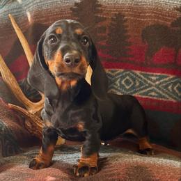 Boy 1 - Black and tan male Dachshund puppy in Wichita, Kansas from Rustic Dachshunds