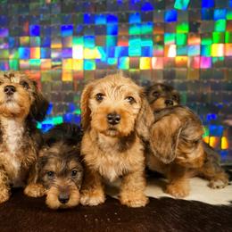 American Corgi, Dachshund, and Pembroke Welsh Corgi Puppies from Shining A Lowriders & Co.