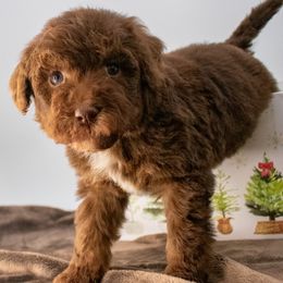 Birdie Yellow Girl - Phantom female Goldendoodle puppy in Lafayette, Alabama from Sweethaven Kennels
