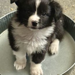 American Corgi Puppies from 5H Corgis