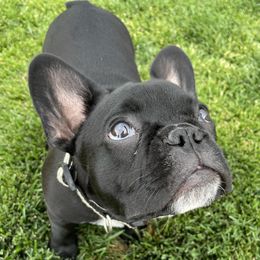 Gigi - French Bulldog