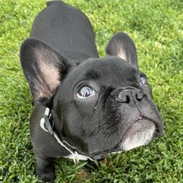 Gigi - French Bulldog