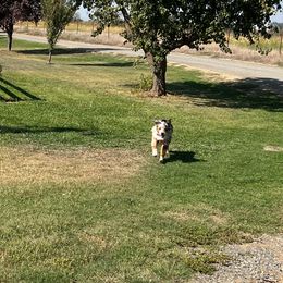 Australian Shepherds from Fayra's Australian Shepherds