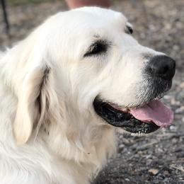 Bailey - Golden Retriever