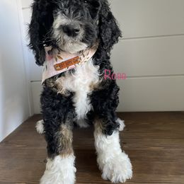 Bernedoodle, Cavalier King Charles Spaniel, and Cavapoo Puppies from Harper Haven Cavaliers & Doodles