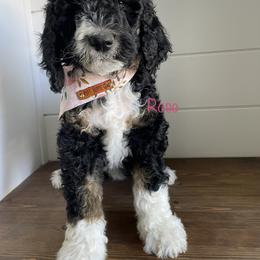 Bernedoodle, Cavalier King Charles Spaniel, and Cavapoo Puppies from Harper Haven Cavaliers & Doodles