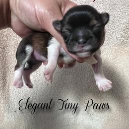Pumpkin - Sable female Mi-Ki puppy in Middleburg, Florida from Elegant Tiny Paws
