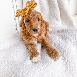 Fair - Apricot female Goldendoodle puppy in Marietta, Georgia from Reece + Co Doodles & Poodles