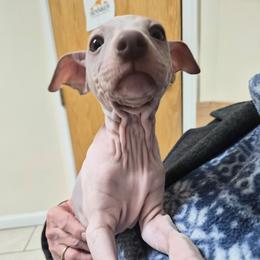 Chucky - Blue fawn and white male American Hairless Terrier puppy in Claremont, New Hampshire from Melanie Bell