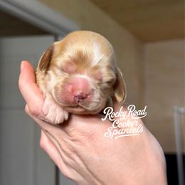 Honey - Buff female Cocker Spaniel puppy in Nashville, Arkansas from Rocky Road Puppies