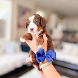 Buzz-Navy Blue - Tri-color male Bernedoodle puppy in Ontario, California from Teddy Doodles & Standard Poodles