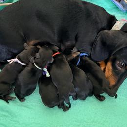 Dachshund puppies from Dogwood Mountain Dachshunds