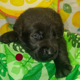 Maroon - Black male Labrador Retriever puppy in Holyoke, Massachusetts from Urban Oak Labradors LLC