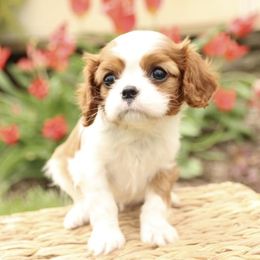 Cavalier King Charles Spaniel Puppies from Happily Ever After Cavaliers