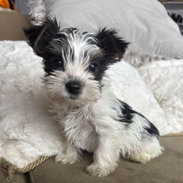 Snoopy - Parti Yorkshire Terrier puppy in Denver, Colorado from Melrey's paws