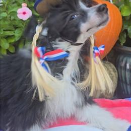 Hailey Long Star Angel - Black and white female Chinese Crested puppy in Amarillo, Texas from Victoria's Chinese Cresteds Long Star Angels