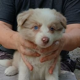 Blue Collar - Lilac merle female Border Collie puppy in Gloucester, Virginia from Peachy Keen Border Collies