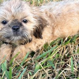 Peanut - Gold male Shih Tzu puppy in Saint Johns, Florida from BEH Puppies LLC