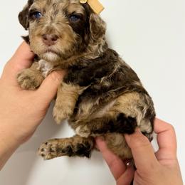 Gwen - Chocolate merle female Bernedoodle puppy in Miami, Florida from Jade’s Paws & Co. Of Miami LLC