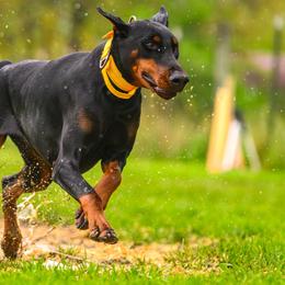 Storm - Doberman Pinscher