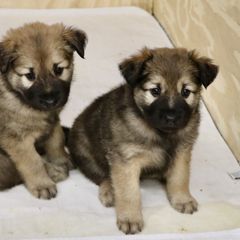 Chinook Puppies from Mystique Pond Chinooks