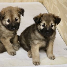 Chinook Puppies from Mystique Pond Chinooks
