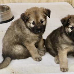 Chinook Puppies from Mystique Pond Chinooks