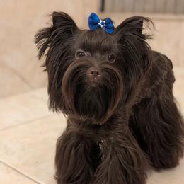 Spencer - Yorkshire Terrier