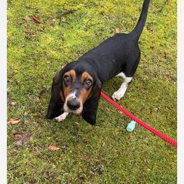 Basset Hound and Collie Puppies from Collegiate Bassets and Rheign Collies