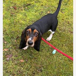 Basset Hound and Collie Puppies from Collegiate Bassets and Rheign Collies