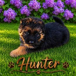 Hunter, brown collar - Black and tan male German Shepherd puppy in Lake Ann, Michigan from Furman German Shepherds