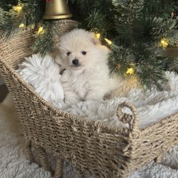 Brown - Cream male Pomeranian puppy in Meridian, Idaho from Idaho_poms
