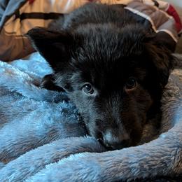 German Shepherd Puppies from Evergreen Shepherds