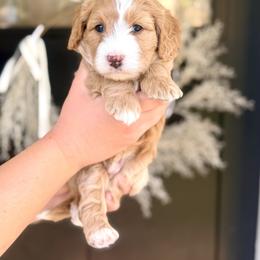 Bowser- white collar male - Yellow and white male Bernedoodle puppy in Salt Lake County, Utah from Coco Avenue Pups