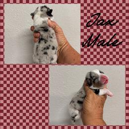 Jax - Blue merle and white male American Corgi puppy in Hico, Texas from Chisholm Trail Kennels