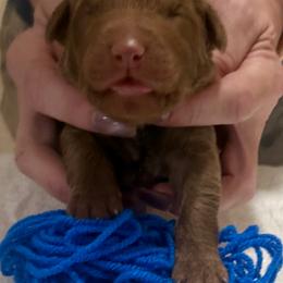 Blue Male - Brown male Chesapeake Bay Retriever puppy in Houston, Texas from Monarch Chesapeakes