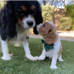 Cavalier King Charles Spaniel puppies from Catella Cavaliers and Cavapoos