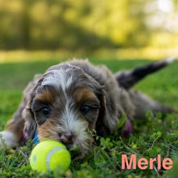 Merle - Blue merle female Bernedoodle puppy in Stuart, Oklahoma from G Ridge Kennels