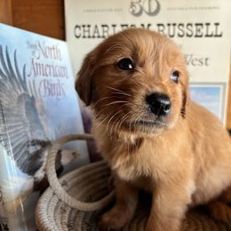 Yellow - Dark golden male Golden Retriever puppy in Leadore, Idaho from Gunsight Goldens