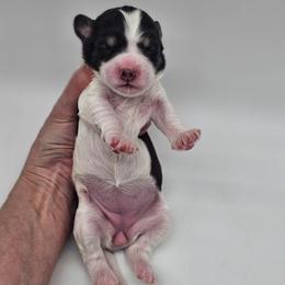 Girl 2 - Tri-color female Bernedoodle puppy in Salem, Missouri from Meadowbrook Poodles